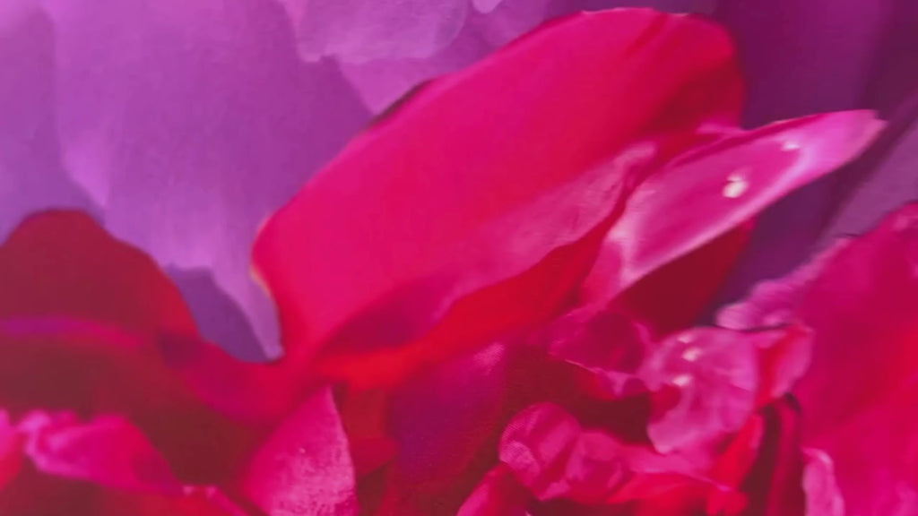 Video showing the Love Peony Silk Scarf in motion, highlighting the light, flowing, billowing silk and detailed floral pattern.