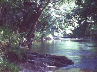 On the banks, by the beautiful River Avon in Devon in England. Tall trees provide shade on a hot summer's dy